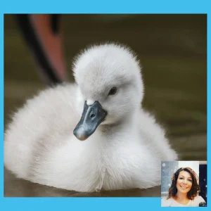 Swan school cygnets
