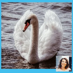 Swans